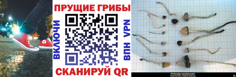 купить сайты Ельня Галлюциногенные грибы Magic Shrooms